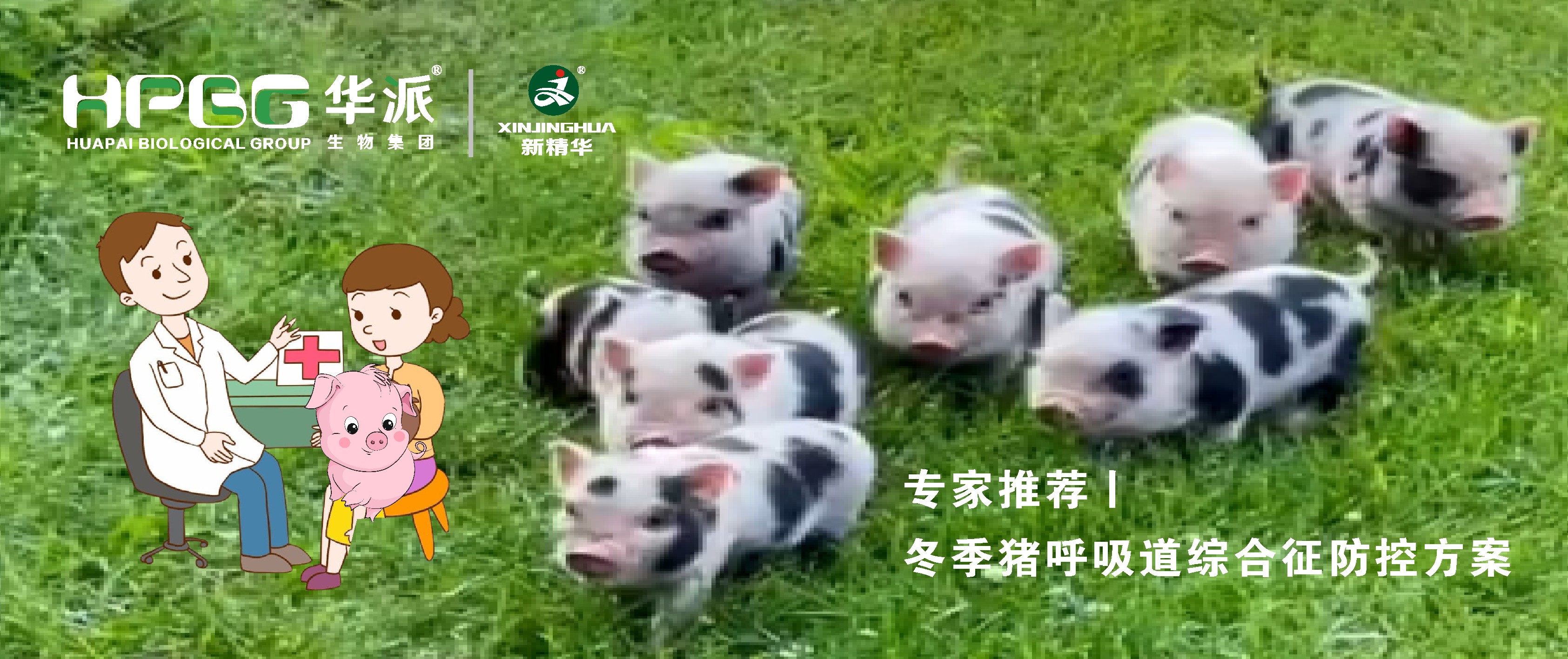 视频丨冬季猪呼吸道综合征防控计划，，，，请收好……