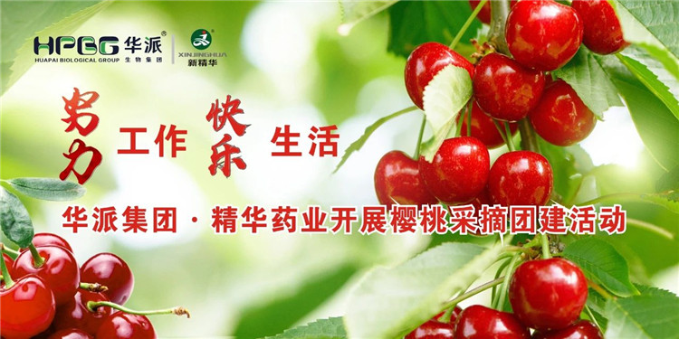 起劲事情 快乐生涯 | 华派集团·鸿运国际药业开展樱桃采摘团建活动